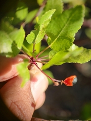 Bursera epinnata