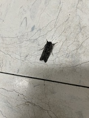 Ctenoplusia oxygramma