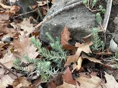 Petrosedum
