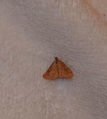 Mnesictena flavidalis