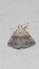 Eublemma minima