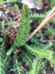 Horkelia clevelandii