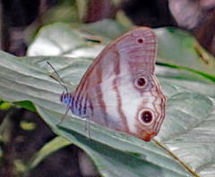 Pareuptychia lydia