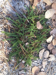 Horkelia clevelandii