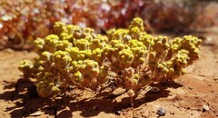 Calocephalus multiflorus