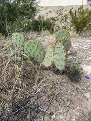 Opuntia phaeacantha