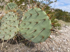 Opuntia phaeacantha