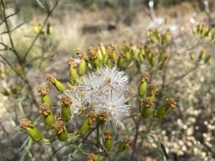 Senecio flaccidus