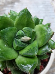 Haworthia