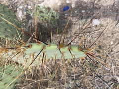 Opuntia phaeacantha