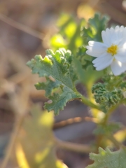 Perityle crassifolia