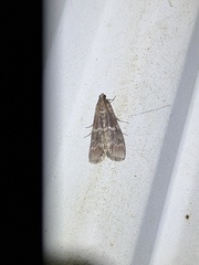 Euzophera ostricolorella