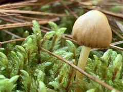 Entoloma murrayi