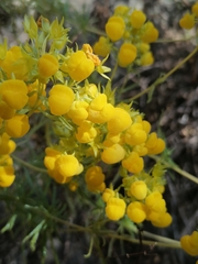 Calceolaria thyrsiflora