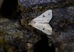 Bleptina caradrinalis