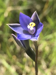 Thelymitra holmesii
