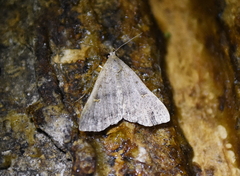 Bleptina caradrinalis