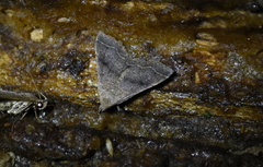 Bleptina caradrinalis