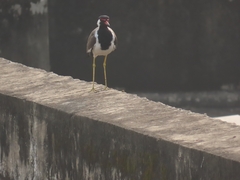 Vanellus indicus