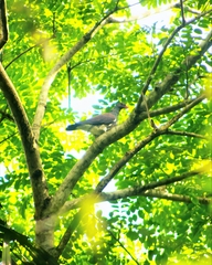 Patagioenas speciosa