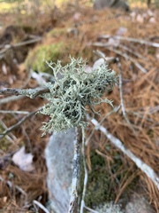Evernia