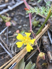 Potentilla luteosericea