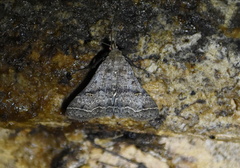 Bleptina caradrinalis