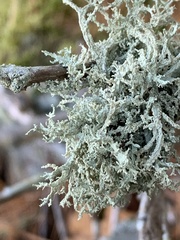 Evernia