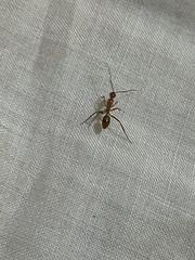 Camponotus
