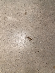 Camponotus festinatus