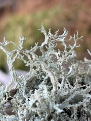 Evernia