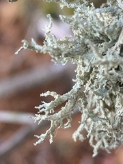 Evernia