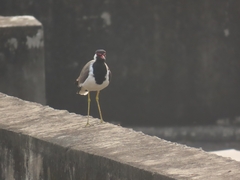 Vanellus indicus