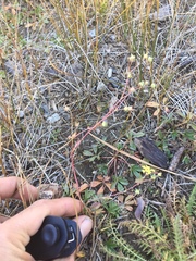 Potentilla luteosericea
