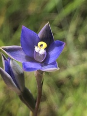 Thelymitra holmesii