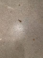 Camponotus festinatus