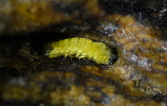 Lophocampa annulosa