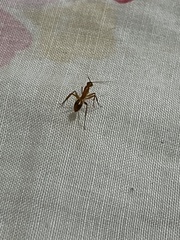 Camponotus