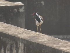 Vanellus indicus