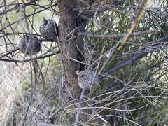 Hakea gibbosa