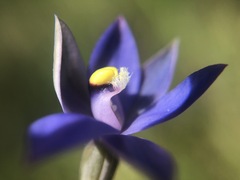 Thelymitra holmesii