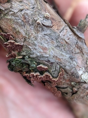 Trichaptum fuscoviolaceum