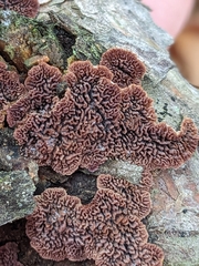 Trichaptum fuscoviolaceum