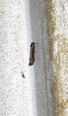 Tinea apicimaculella