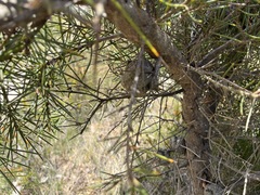Hakea gibbosa