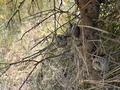 Hakea gibbosa