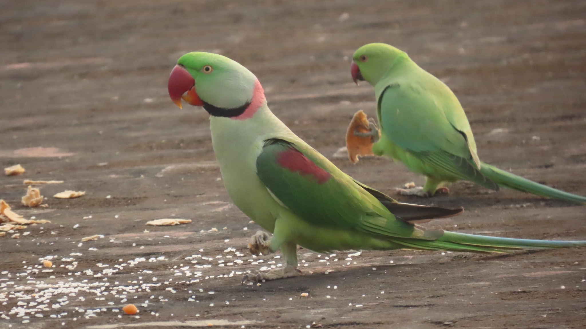 Alexandrine Parakeet (Psittacula eupatria)
