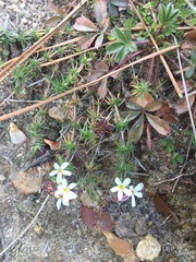 Leptosiphon melingii