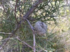 Hakea gibbosa