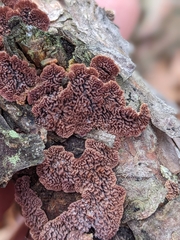 Trichaptum fuscoviolaceum